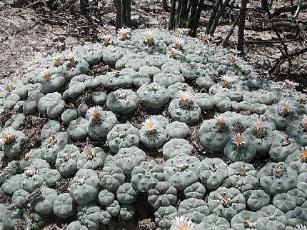 peyote-cacti.jpg